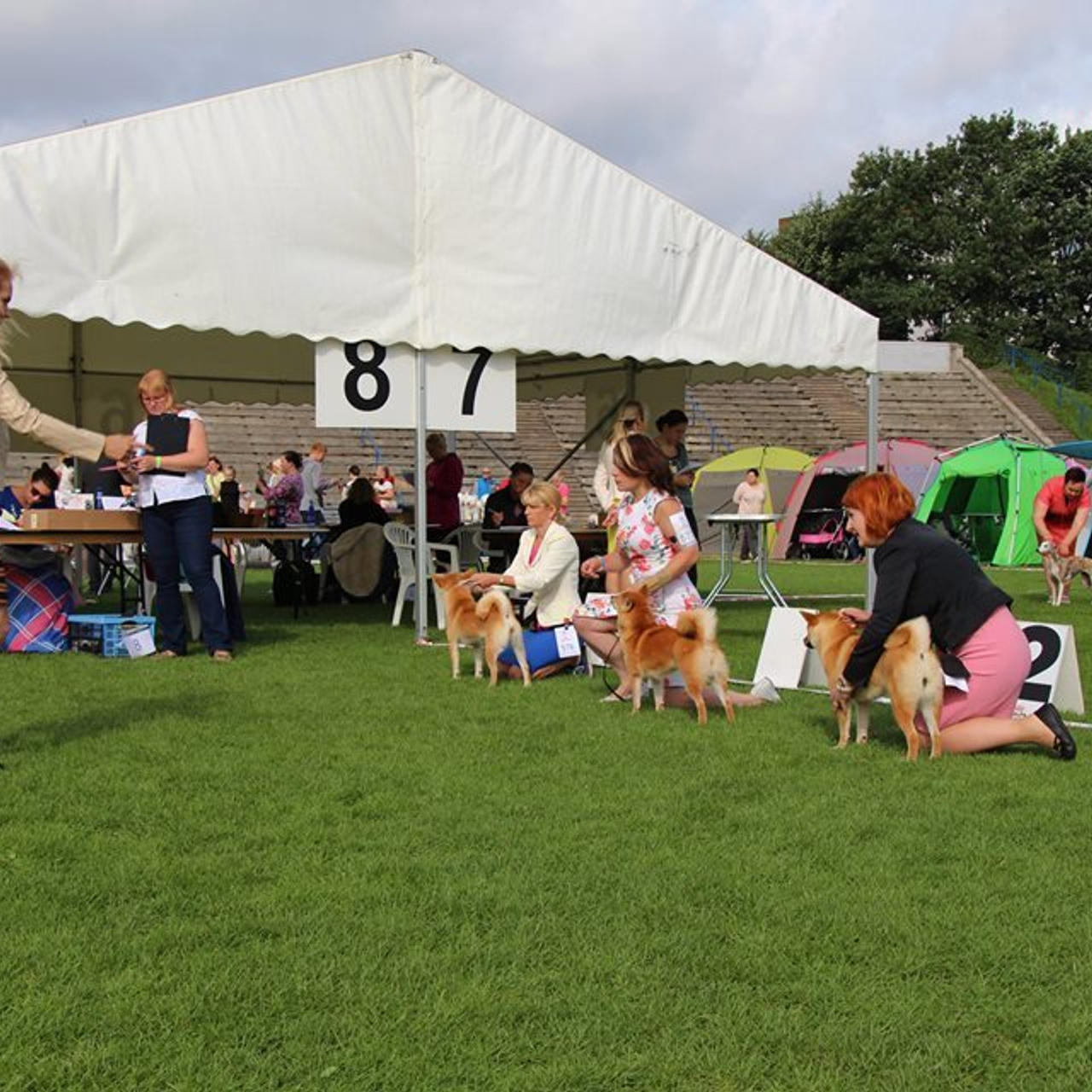 Выпускники питомника. SHIOMARU Питомник сиба и акита-ину