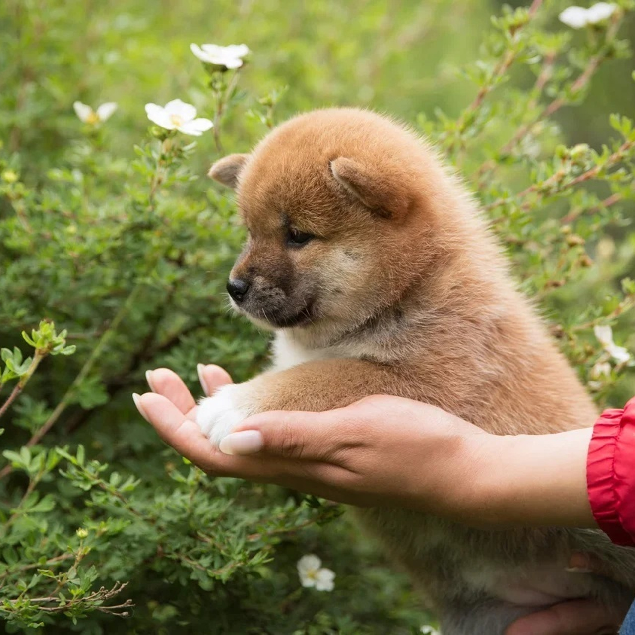 LITTER P. SHIOMARU Shiba and Akita Inu Kennel