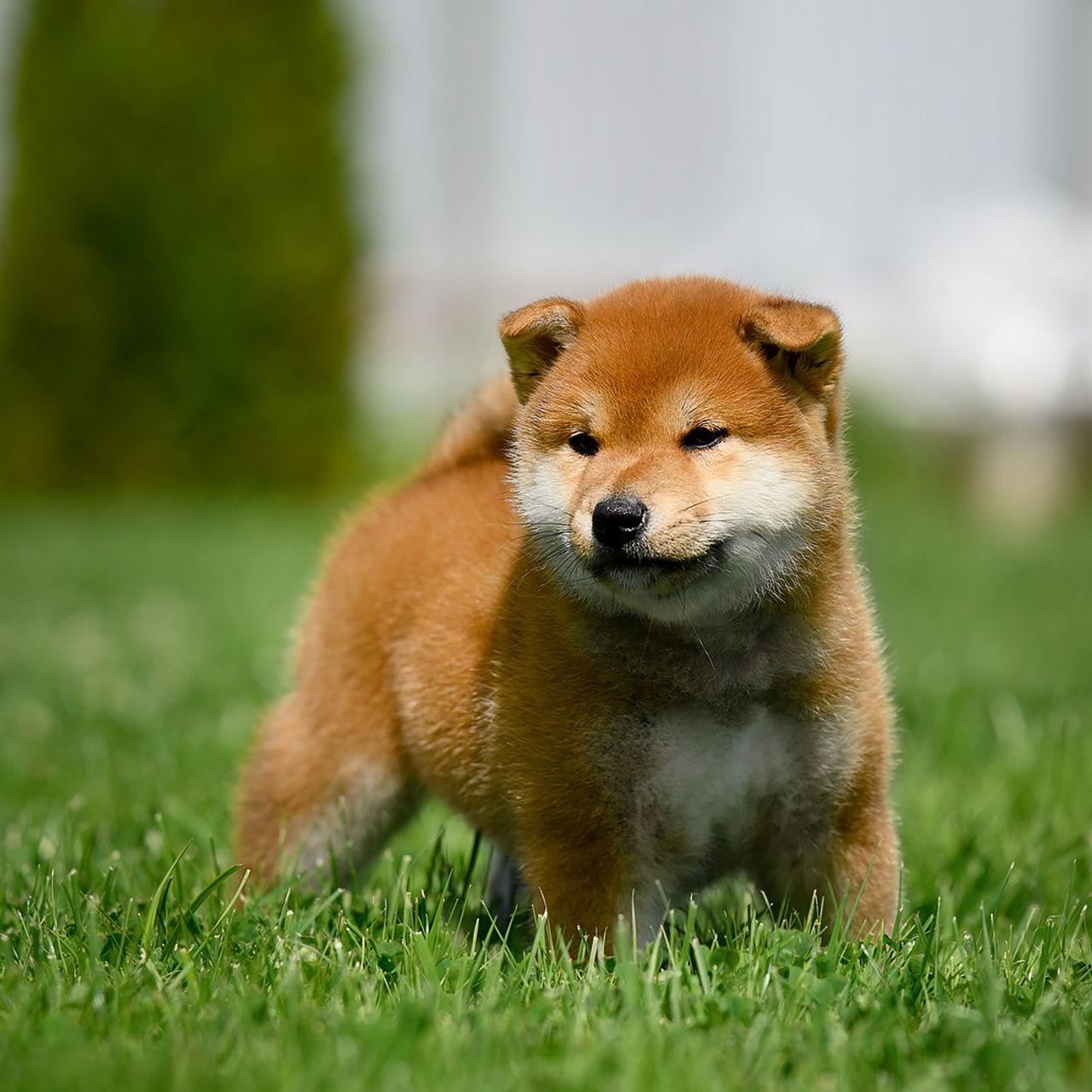 ПОМЕТ G. SHIOMARU Shiba and Akita Inu Kennel