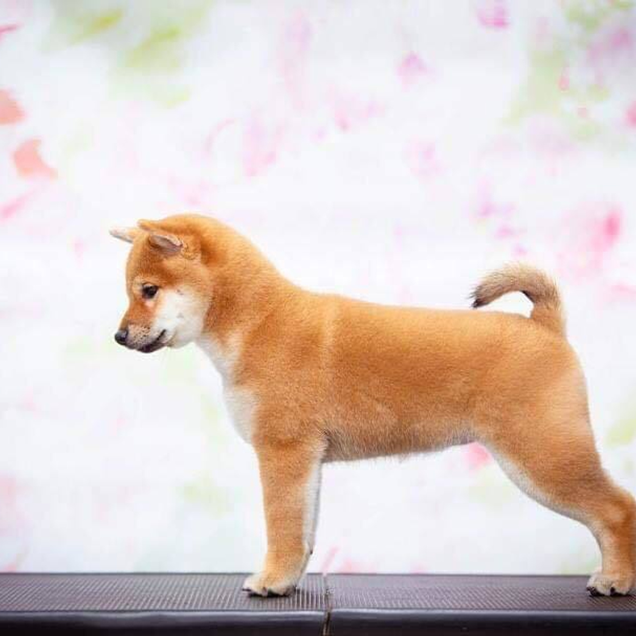 ПОМЕТ C. SHIOMARU Питомник сиба и акита-ину