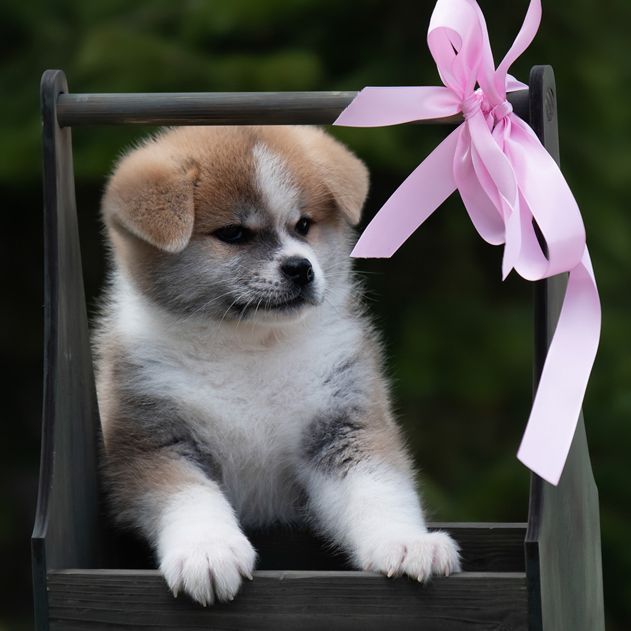 ПОМЕТ G. SHIOMARU Питомник сиба и акита-ину