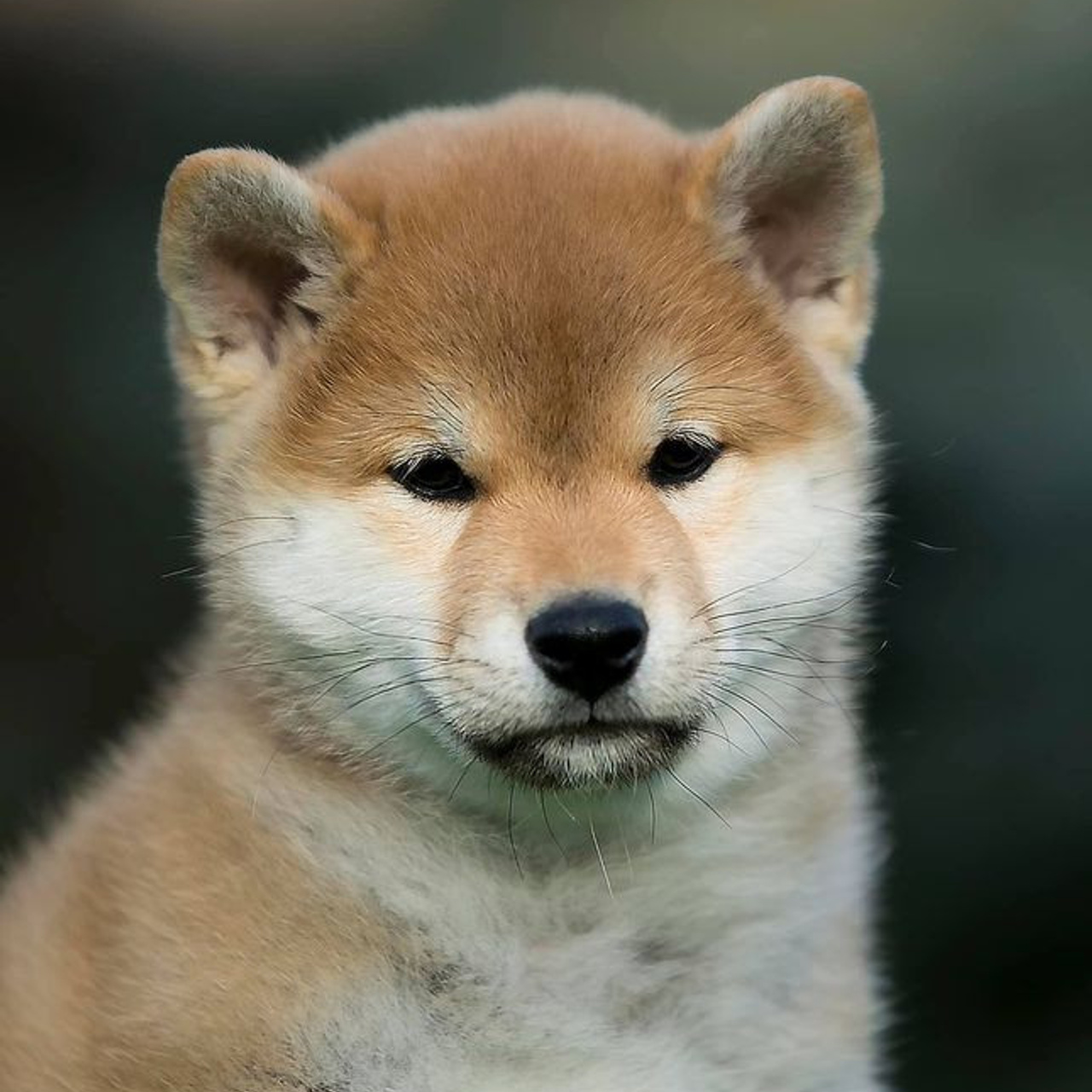 LITTER A. SHIOMARU Shiba and Akita Inu Kennel