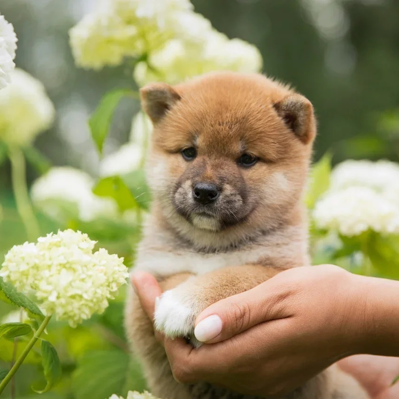 LITTER P. SHIOMARU Shiba and Akita Inu Kennel