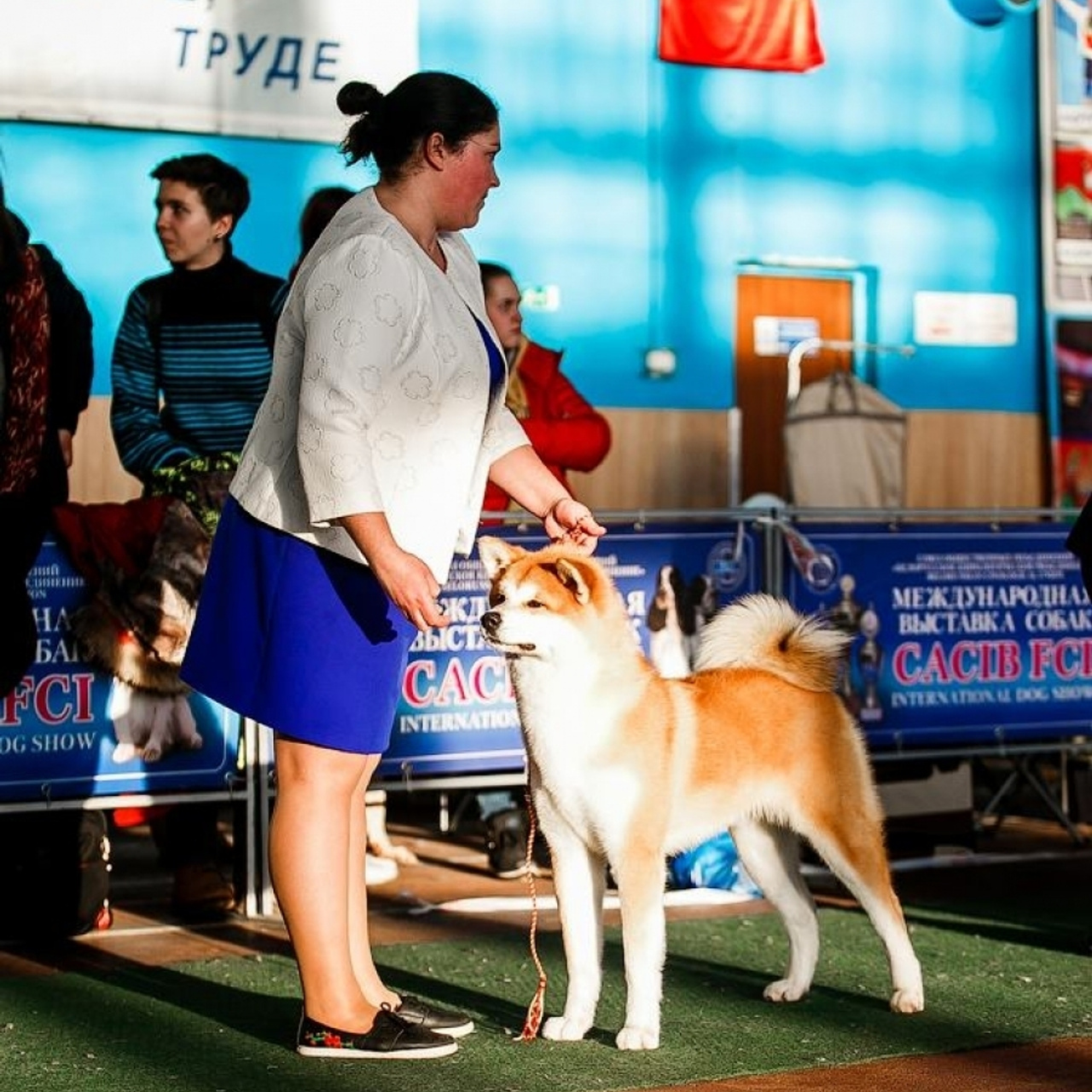 Выпускники питомника. SHIOMARU Питомник сиба и акита-ину