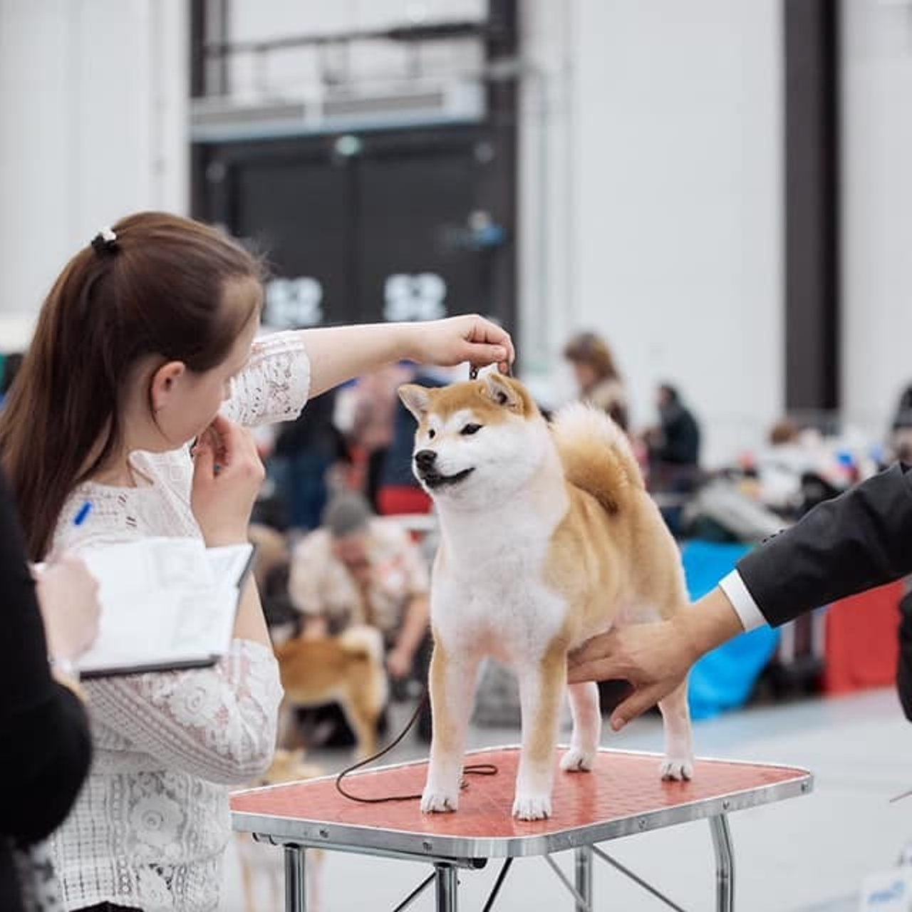 2019. SHIOMARU Shiba and Akita Inu Kennel