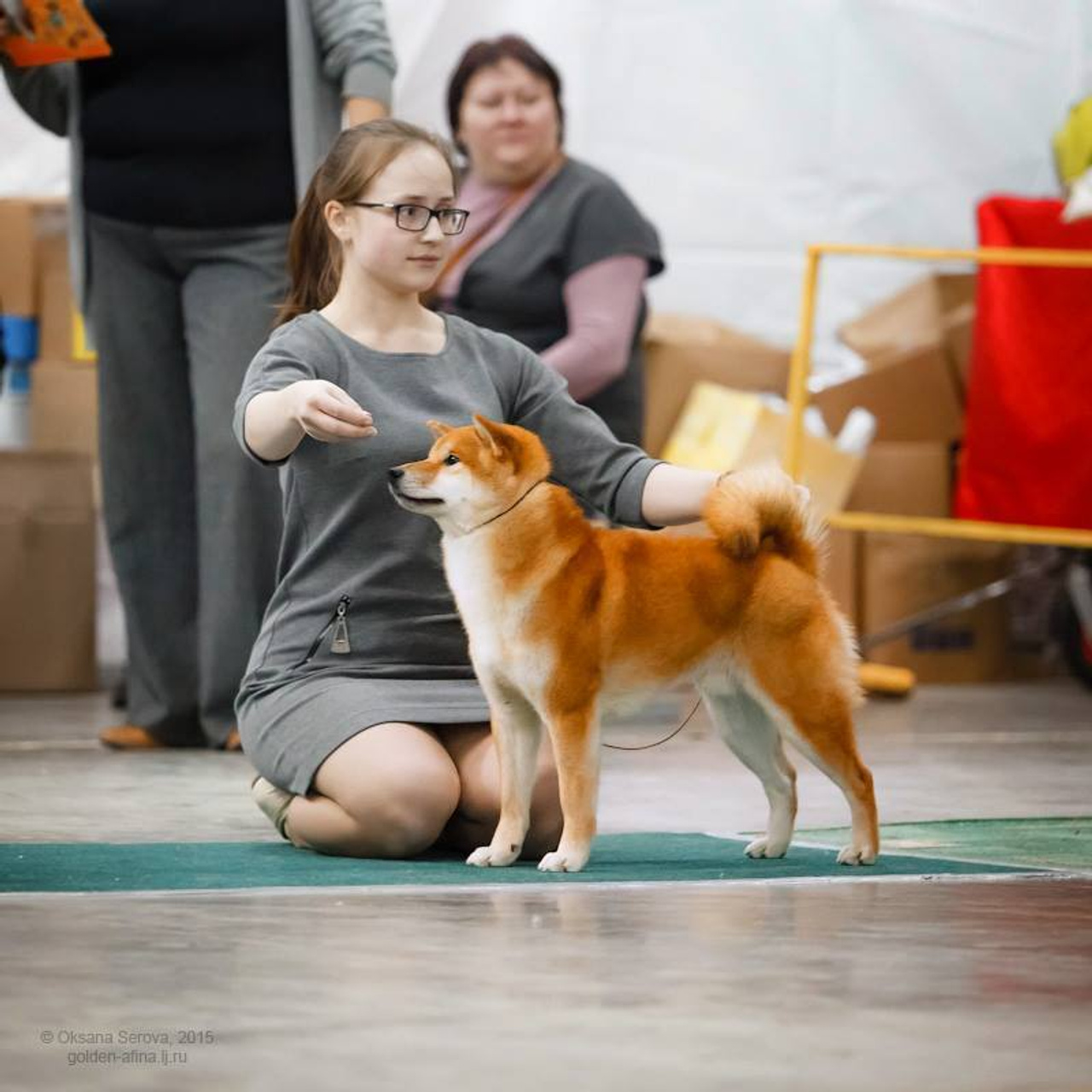 Dog show 2015. SHIOMARU Питомник сиба и акита-ину