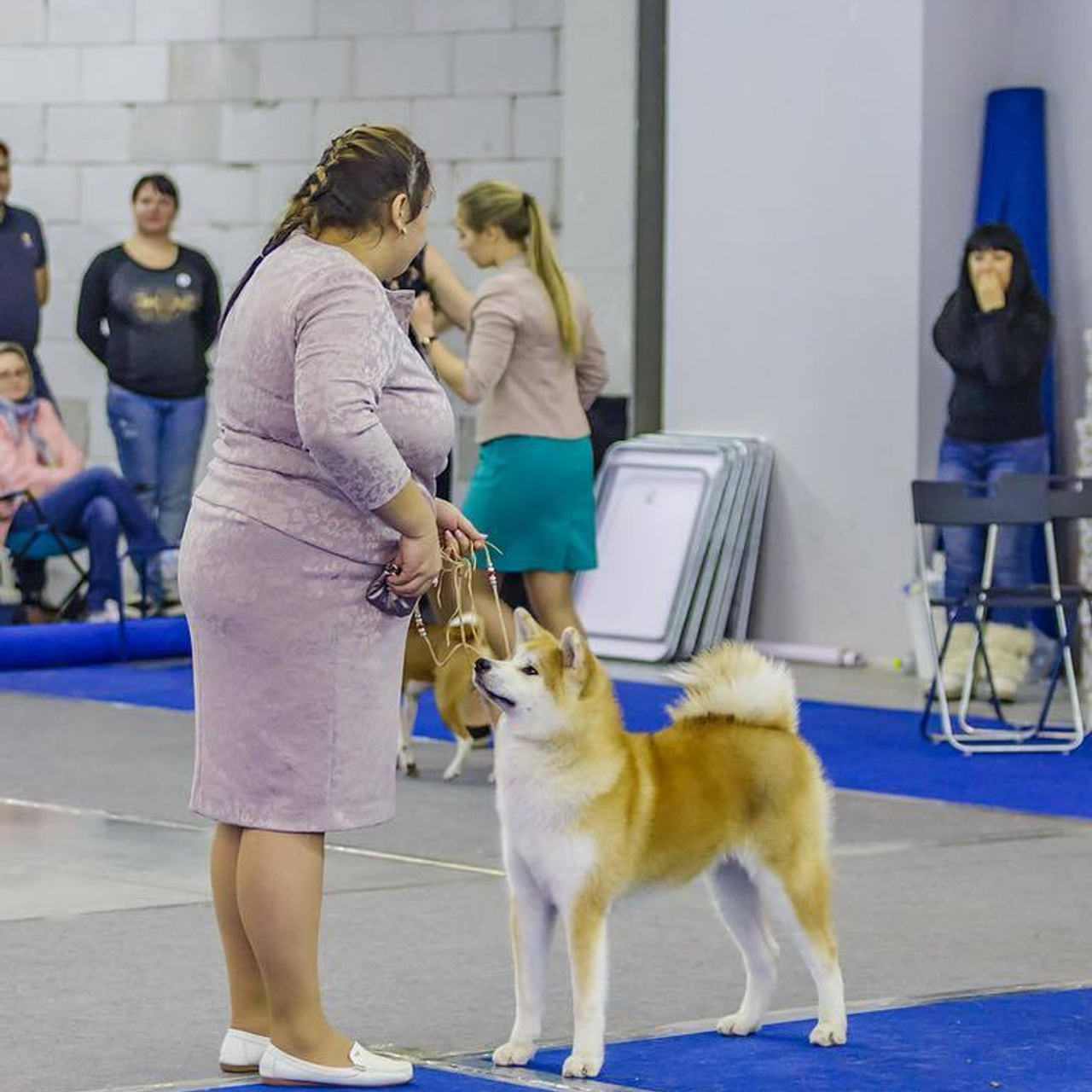 Выпускники питомника. SHIOMARU Питомник сиба и акита-ину