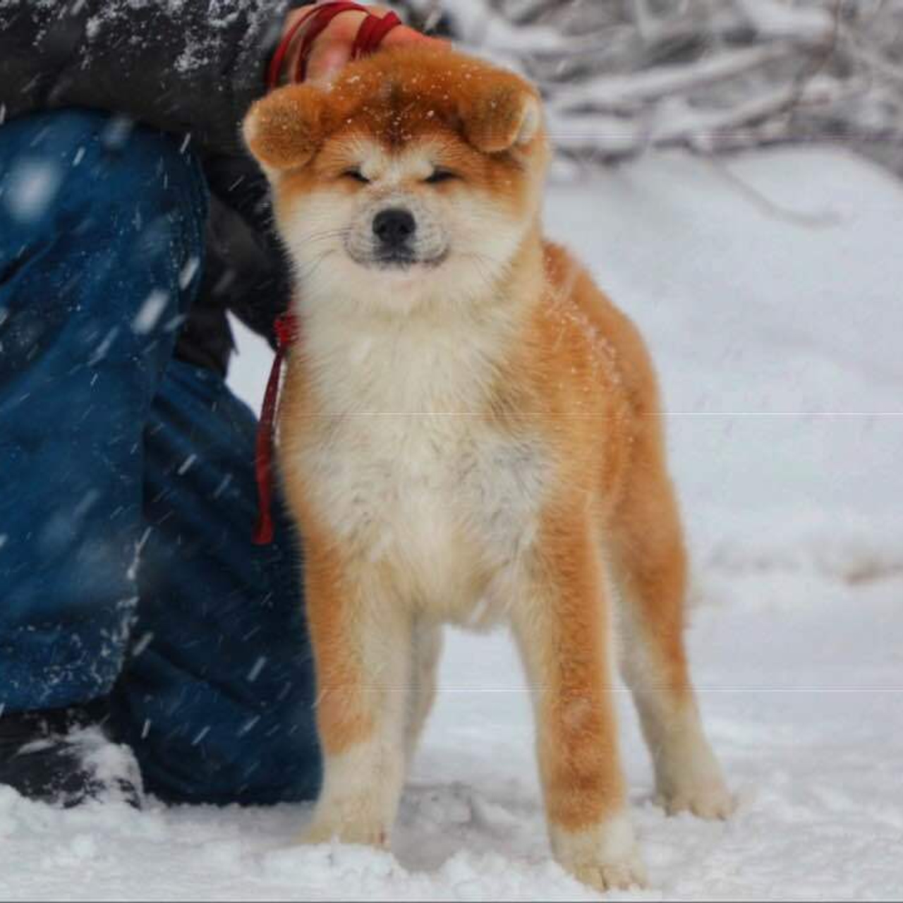 Litter M akita. SHIOMARU Shiba and Akita Inu Kennel