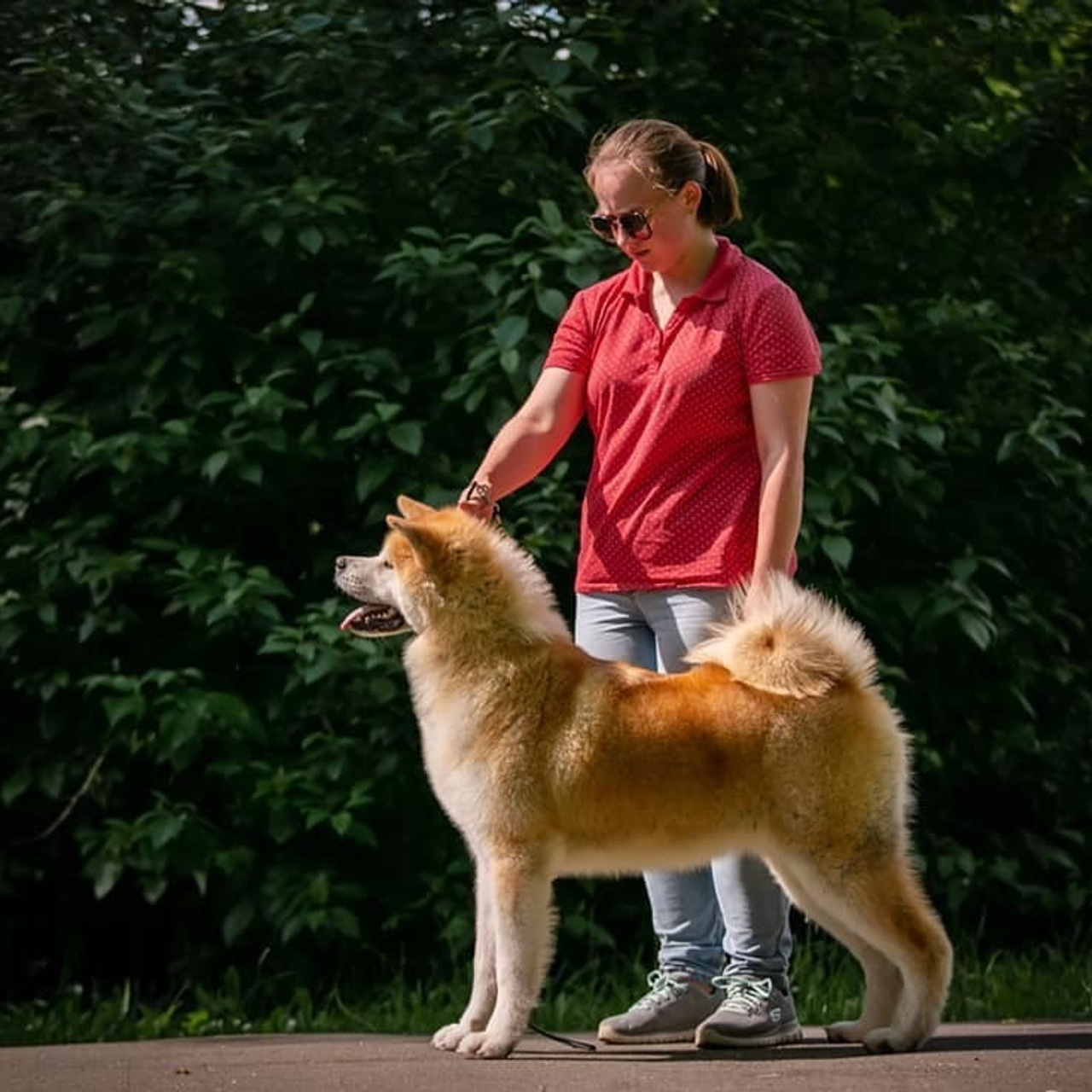 2019. SHIOMARU Shiba and Akita Inu Kennel