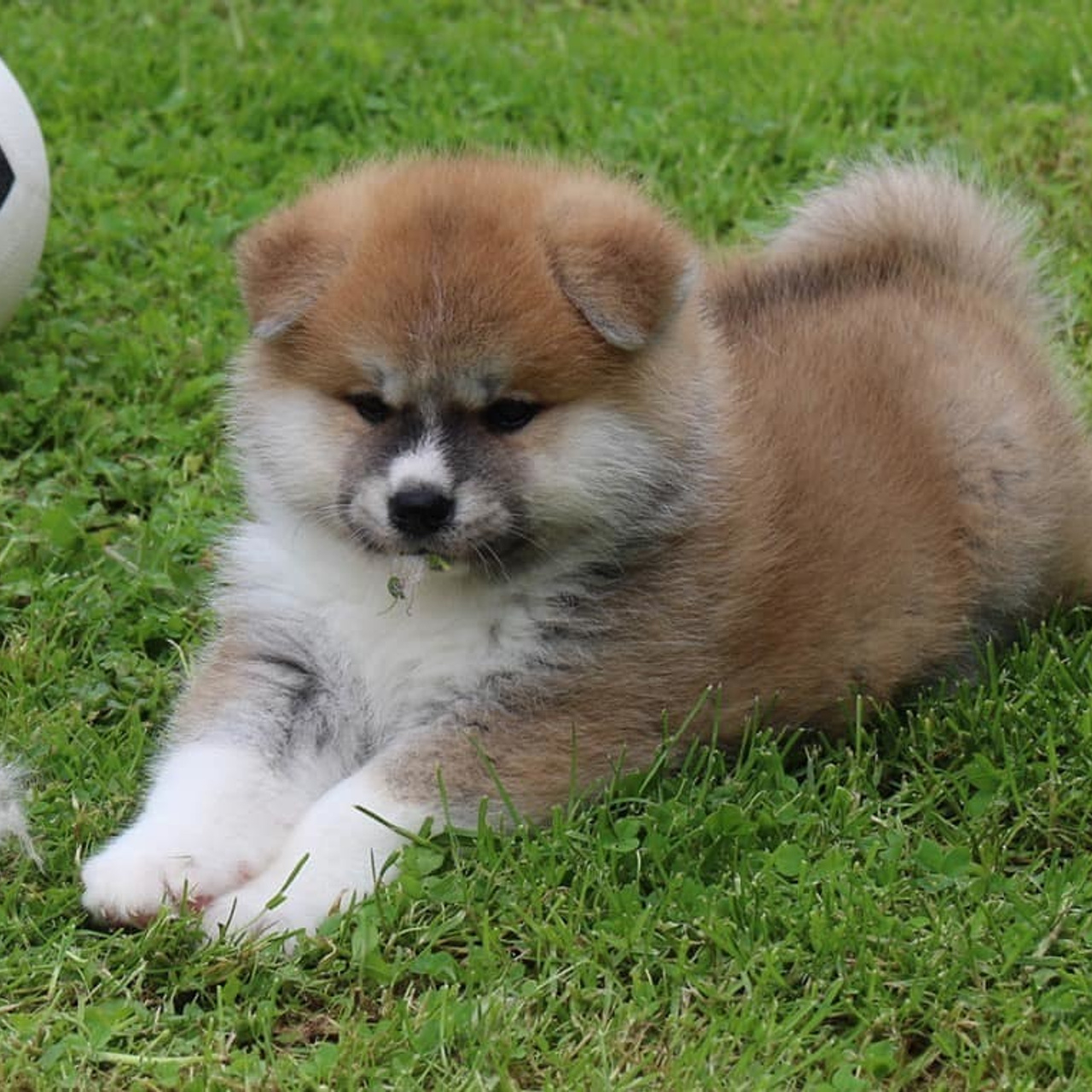 SAEMI GO TOKIMITSU. SHIOMARU Питомник сиба и акита-ину