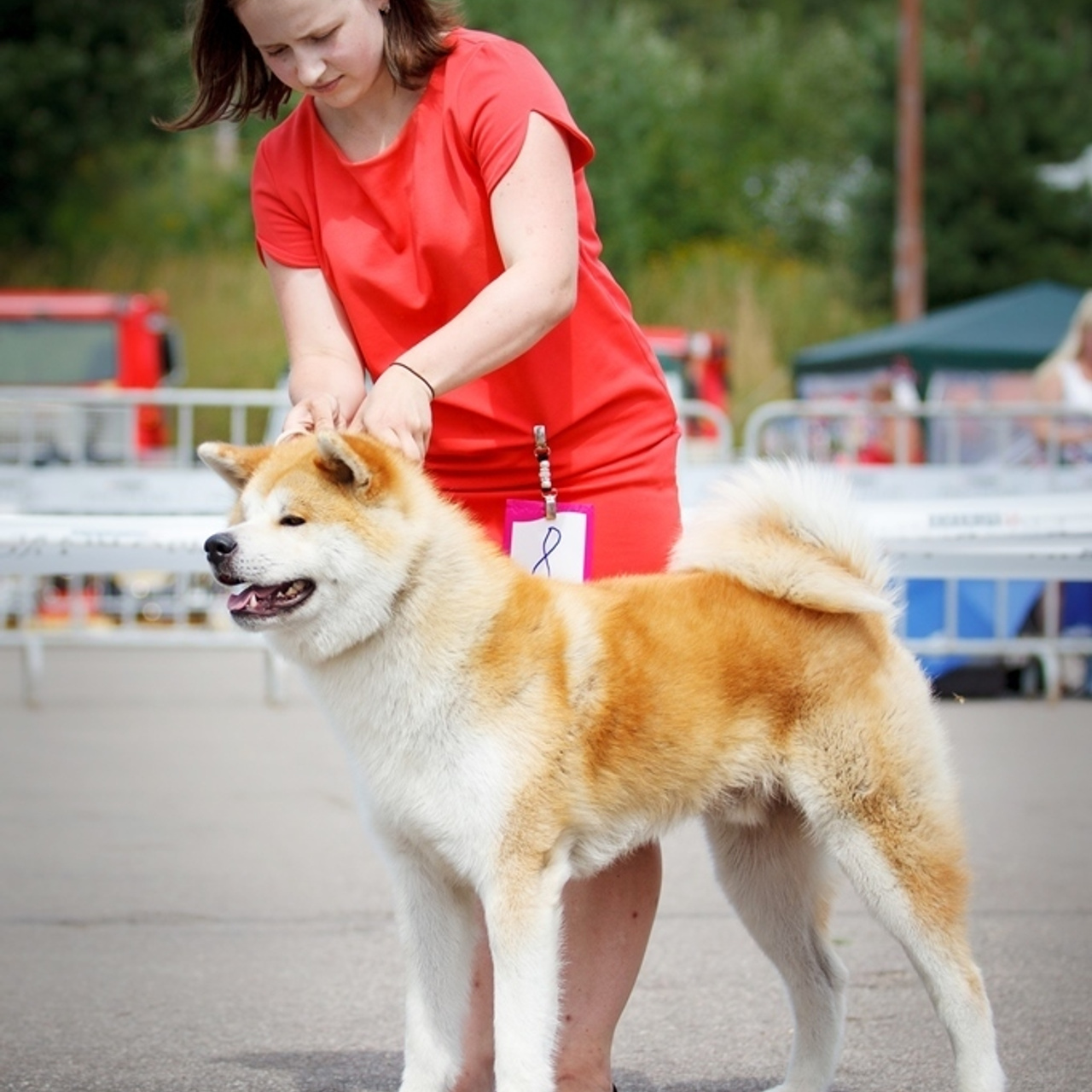 AIKEN SAGARIME SHIKI. SHIOMARU Питомник сиба и акита-ину