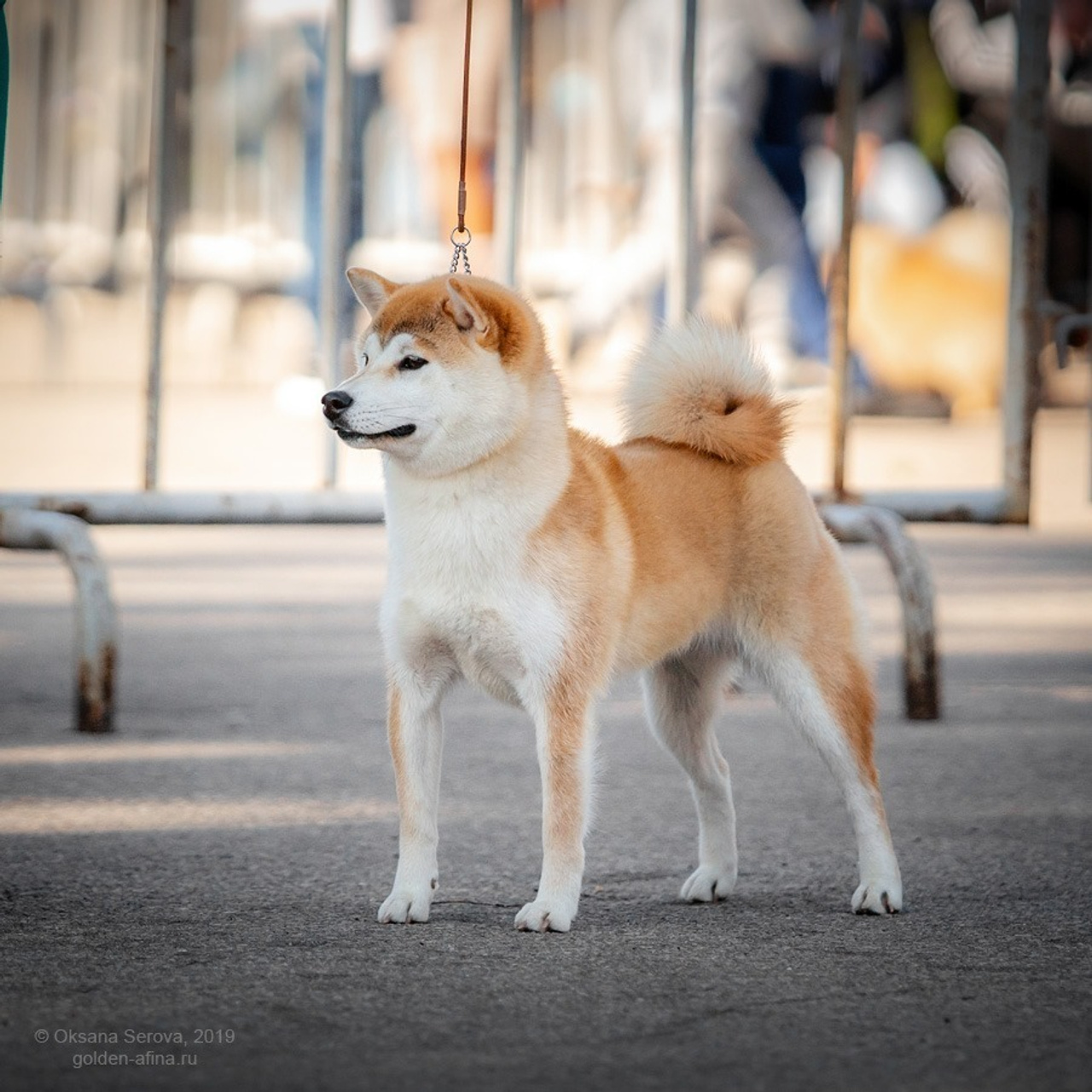 2019. SHIOMARU Shiba and Akita Inu Kennel