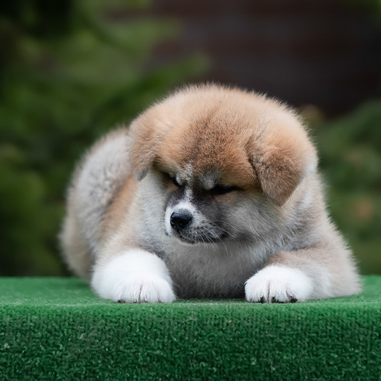 ПОМЕТ G. SHIOMARU Питомник сиба и акита-ину