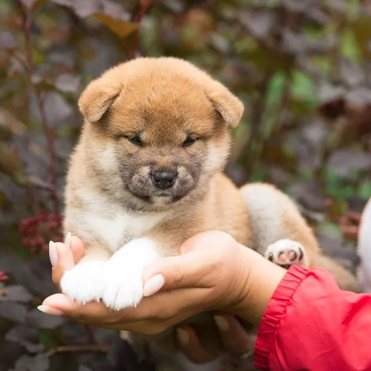 LITTER P. SHIOMARU Shiba and Akita Inu Kennel