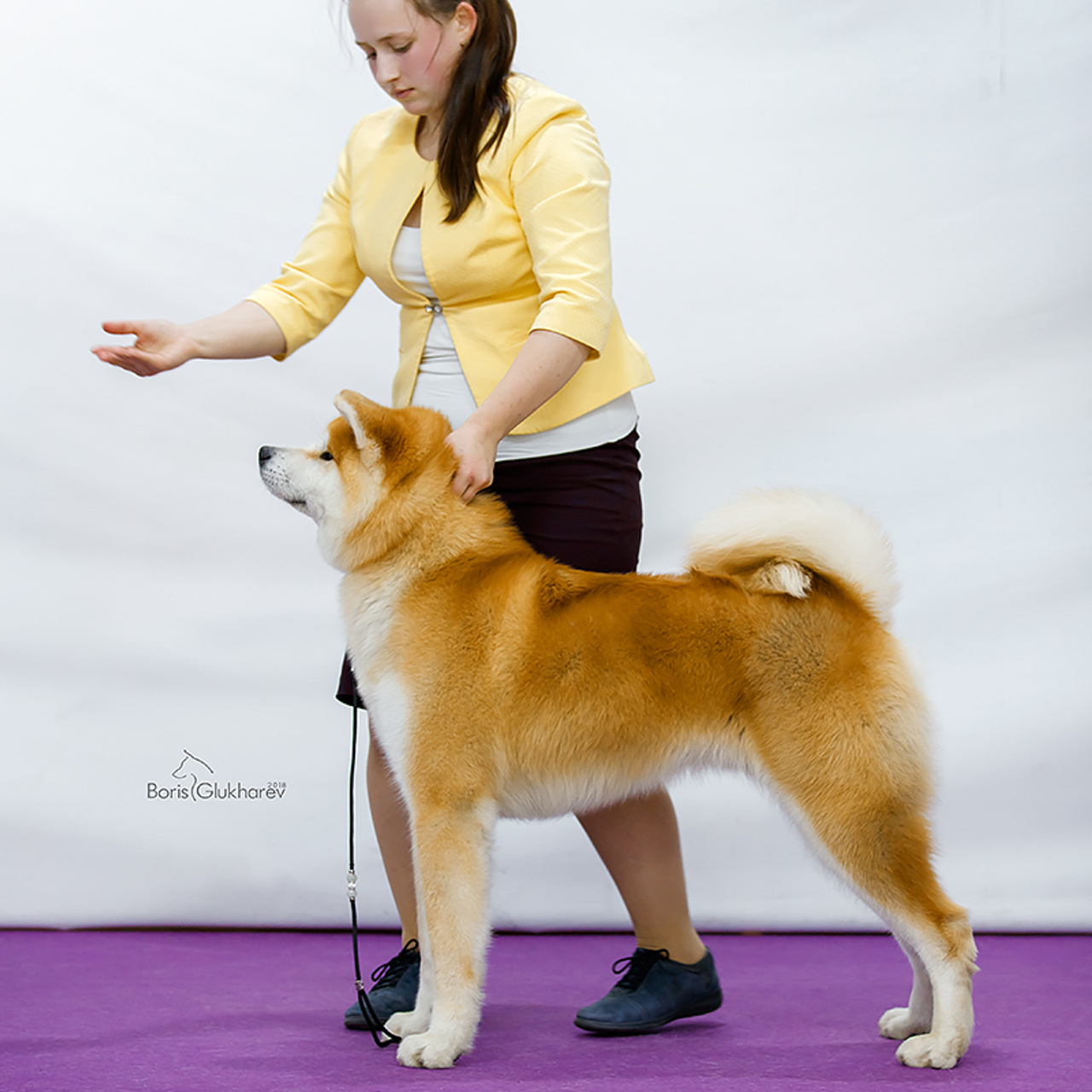SHIOMARU KOUKI GO. SHIOMARU Shiba and Akita Inu Kennel