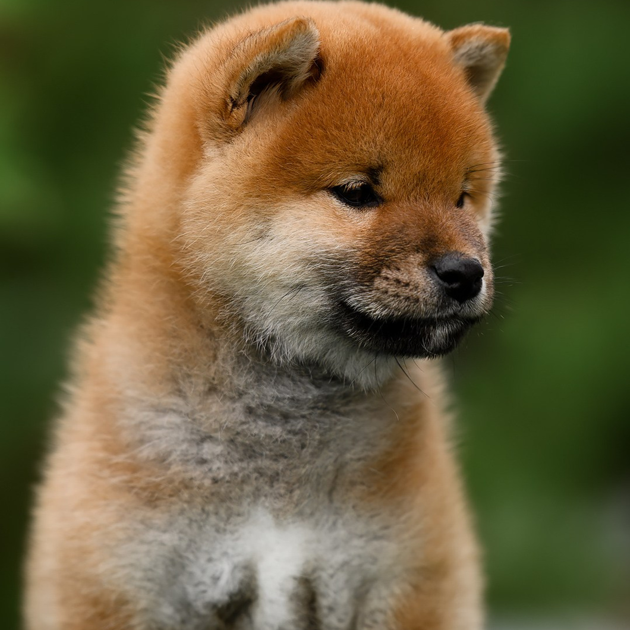 СИБА. SHIOMARU Питомник сиба и акита-ину