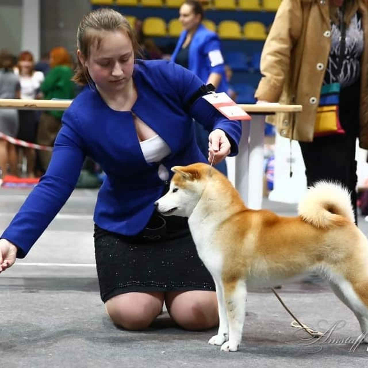 2019. SHIOMARU Shiba and Akita Inu Kennel