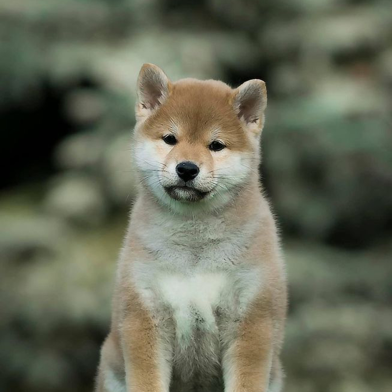 LITTER A. SHIOMARU Shiba and Akita Inu Kennel