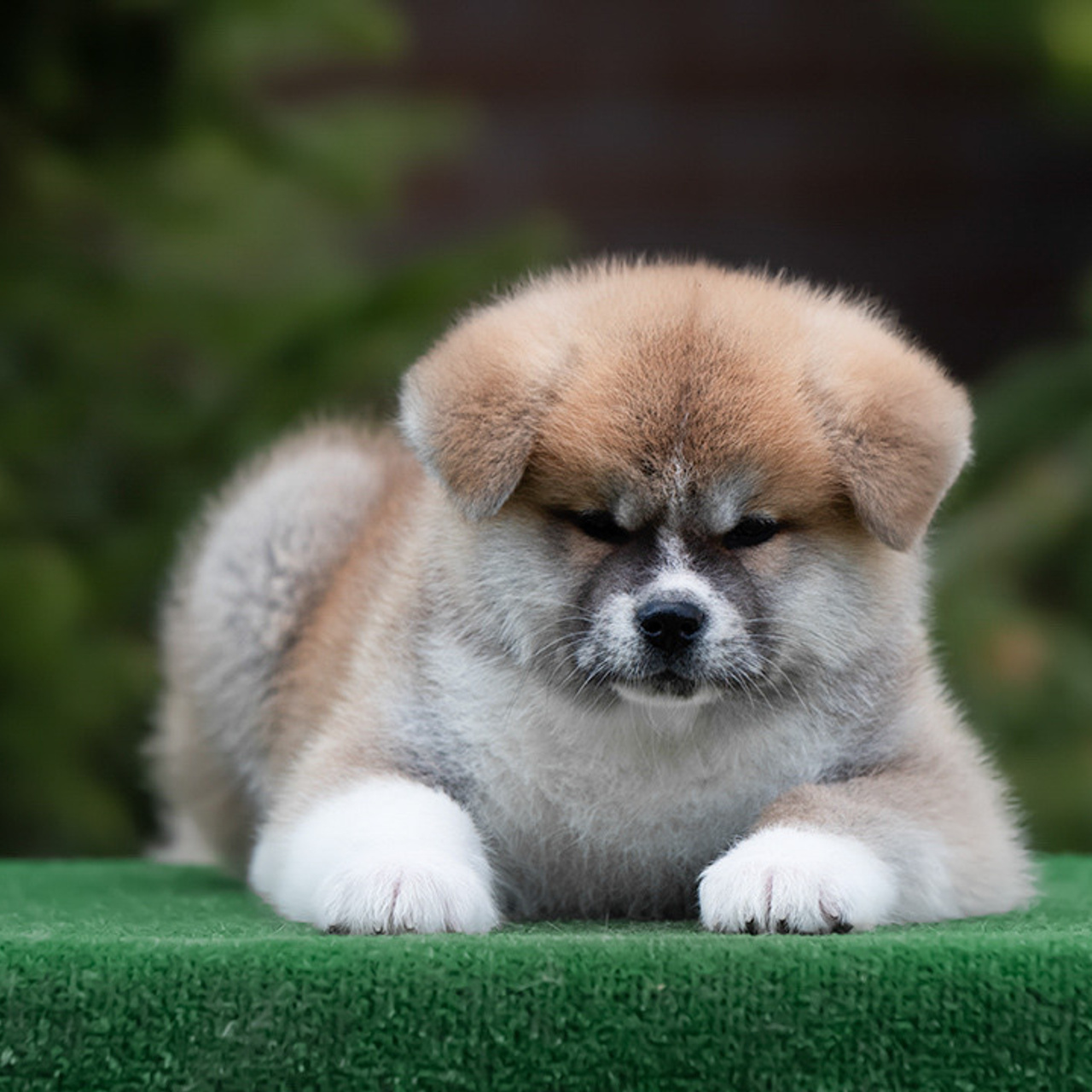 ПОМЕТ G. SHIOMARU Питомник сиба и акита-ину