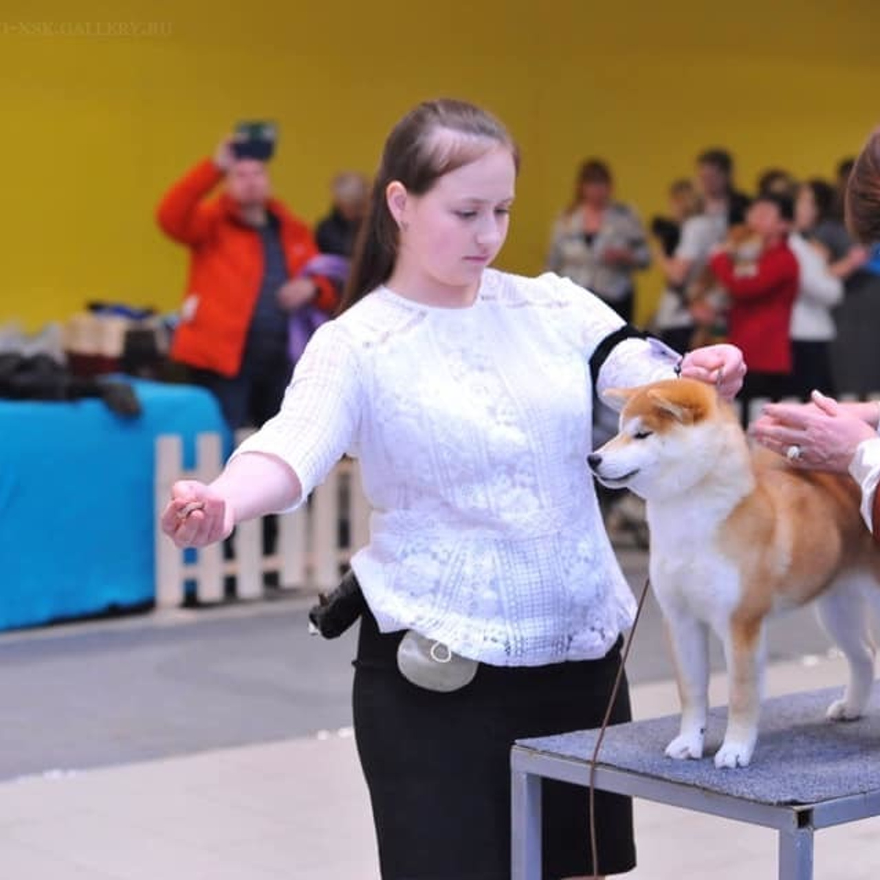 2019. SHIOMARU Shiba and Akita Inu Kennel