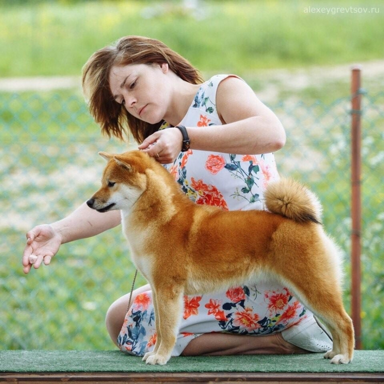 Выпускники питомника. SHIOMARU Питомник сиба и акита-ину