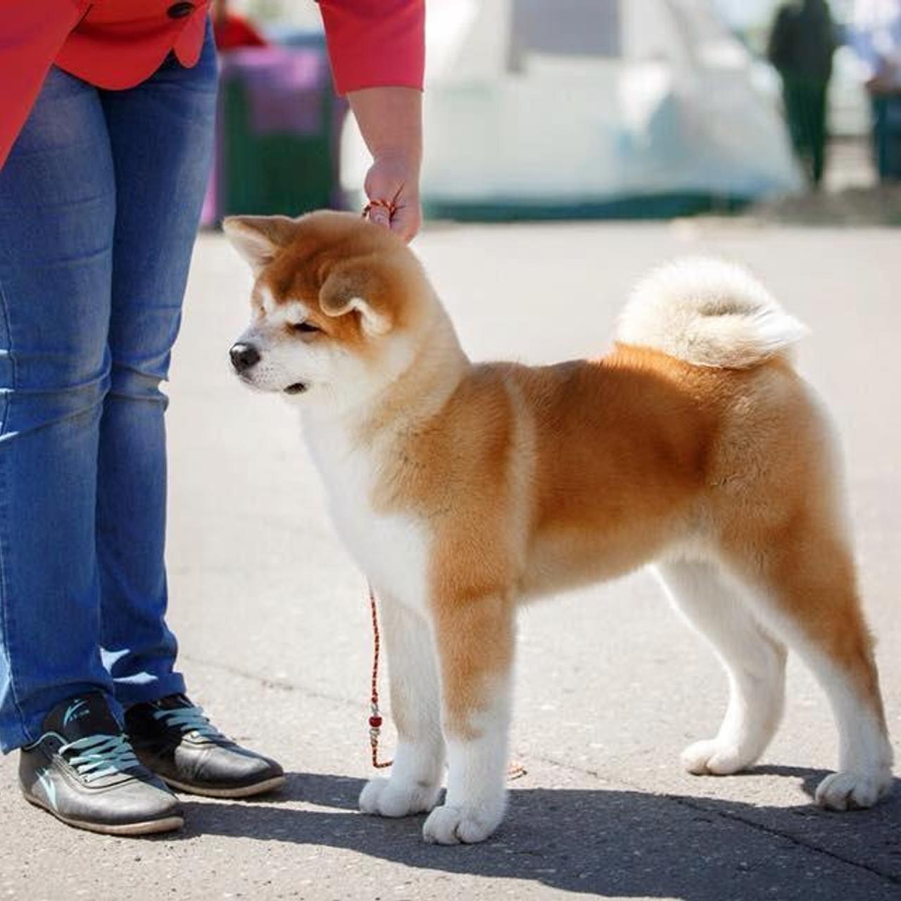 SHIOMARU KOHANA. SHIOMARU Shiba and Akita Inu Kennel