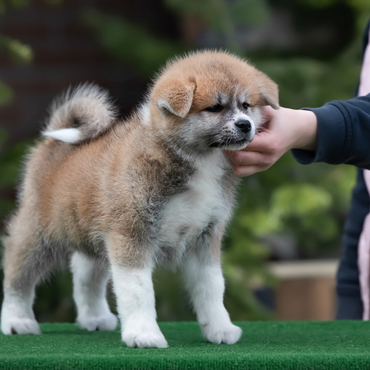 ПОМЕТ G. SHIOMARU Питомник сиба и акита-ину