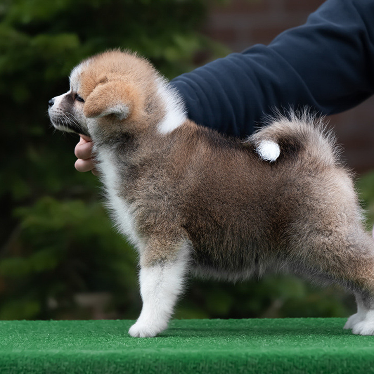 ПОМЕТ G. SHIOMARU Питомник сиба и акита-ину
