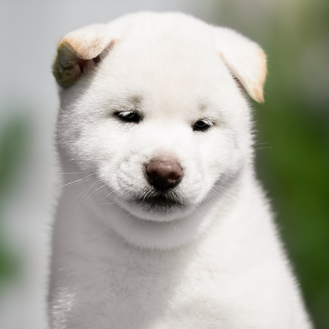 ПОМЕТ G. SHIOMARU Shiba and Akita Inu Kennel