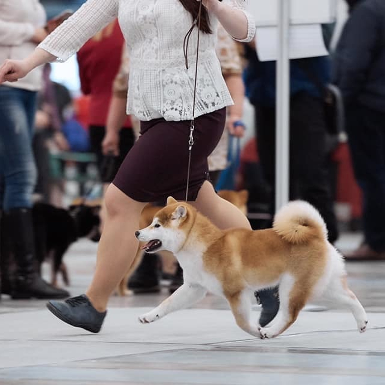 2019. SHIOMARU Shiba and Akita Inu Kennel