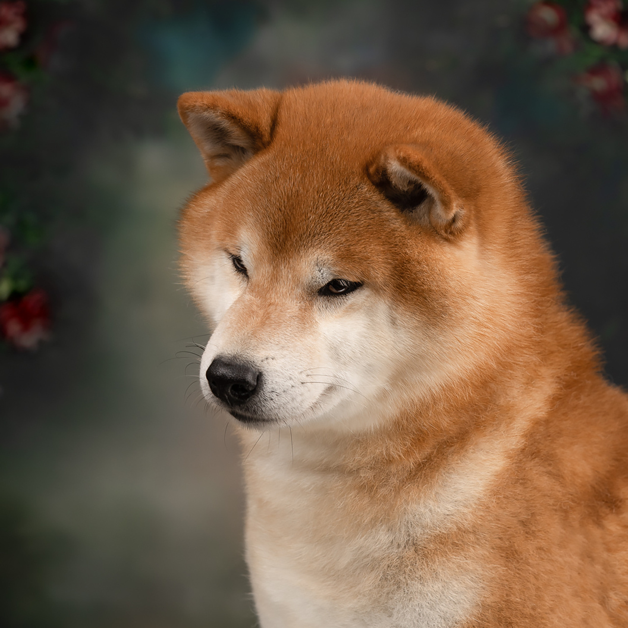 HANDZIMEMESITE HIRO. SHIOMARU Shiba and Akita Inu Kennel
