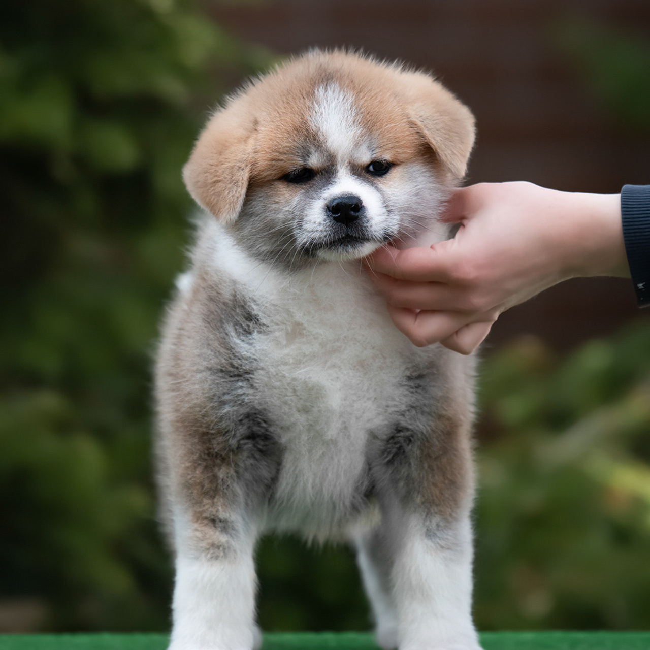 ПОМЕТ G. SHIOMARU Питомник сиба и акита-ину