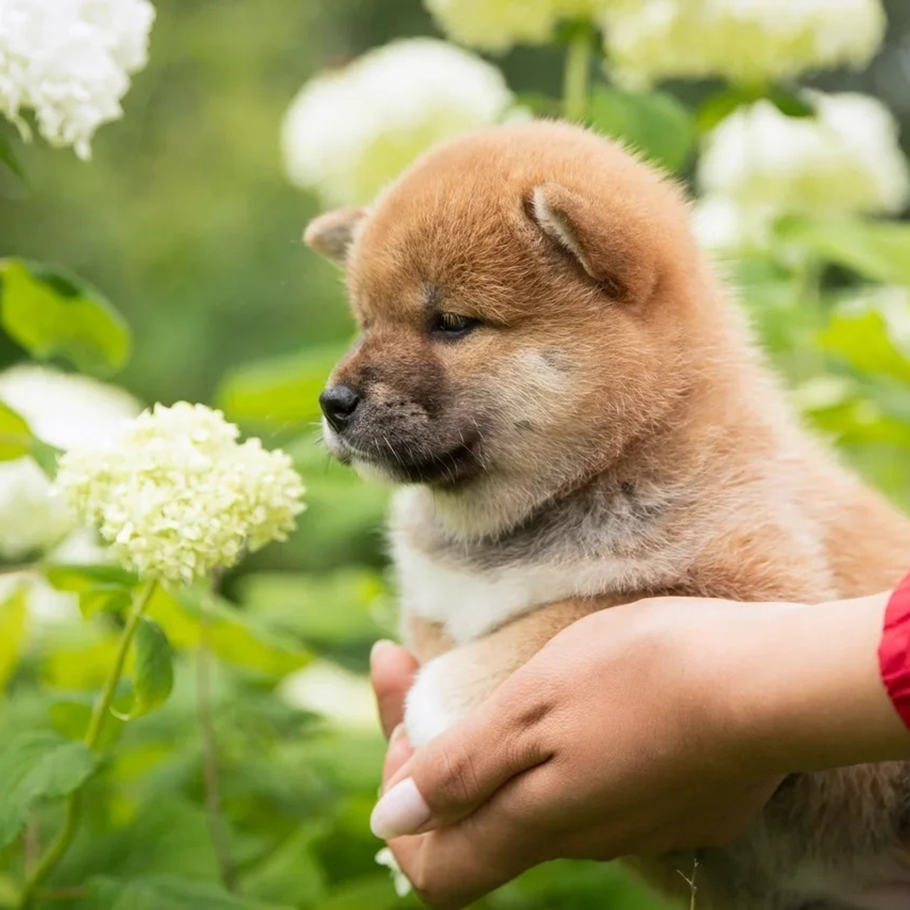 LITTER P. SHIOMARU Shiba and Akita Inu Kennel