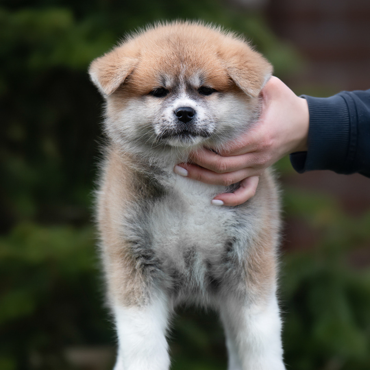 ПОМЕТ G. SHIOMARU Питомник сиба и акита-ину