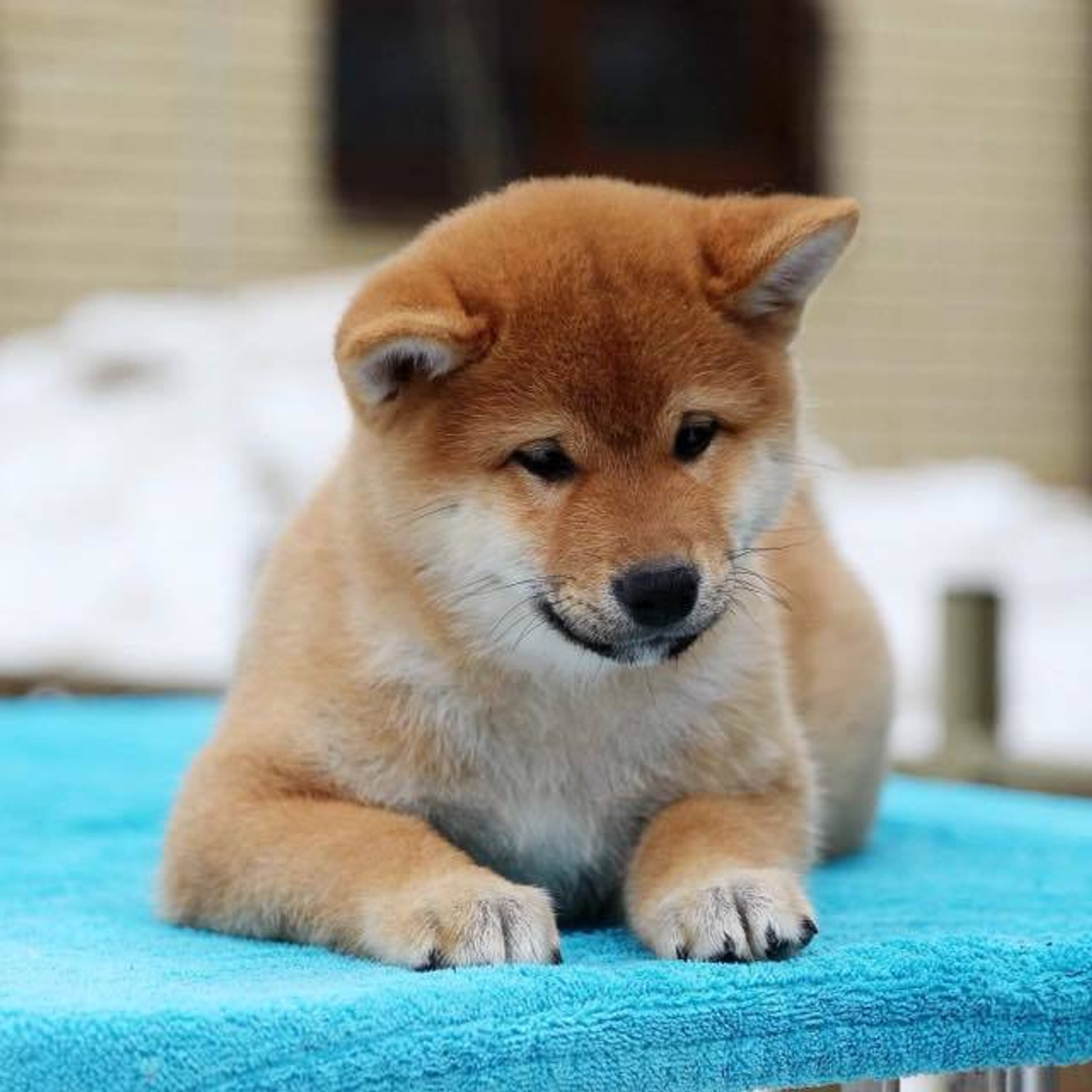 ПОМЕТ J. SHIOMARU Питомник сиба и акита-ину