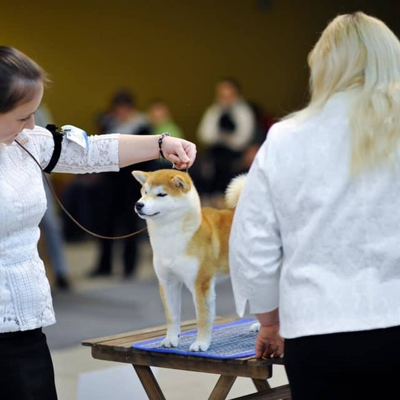 2019. SHIOMARU Shiba and Akita Inu Kennel