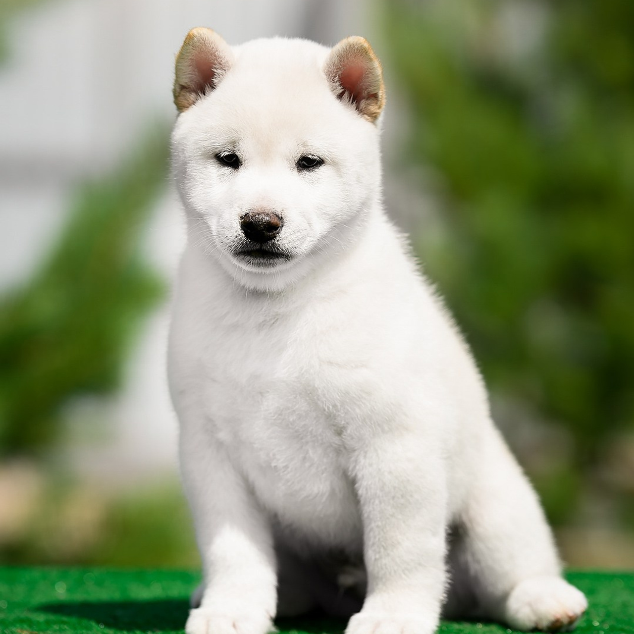 ПОМЕТ G. SHIOMARU Shiba and Akita Inu Kennel