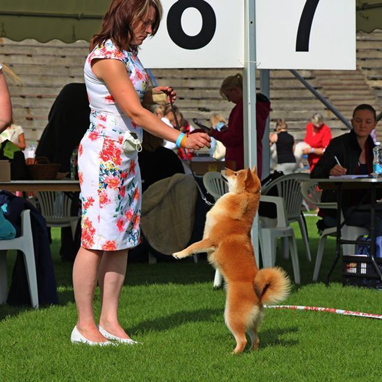 Выпускники питомника. SHIOMARU Питомник сиба и акита-ину