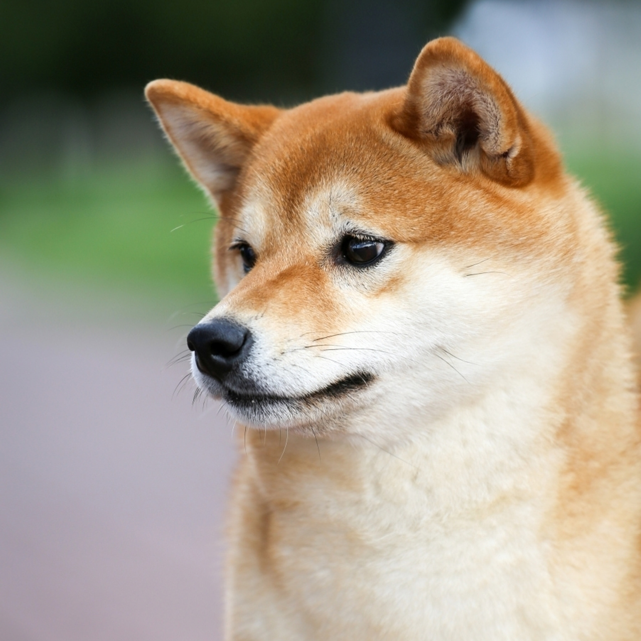 HANDZIMEMESITE RUN. SHIOMARU Питомник сиба и акита-ину