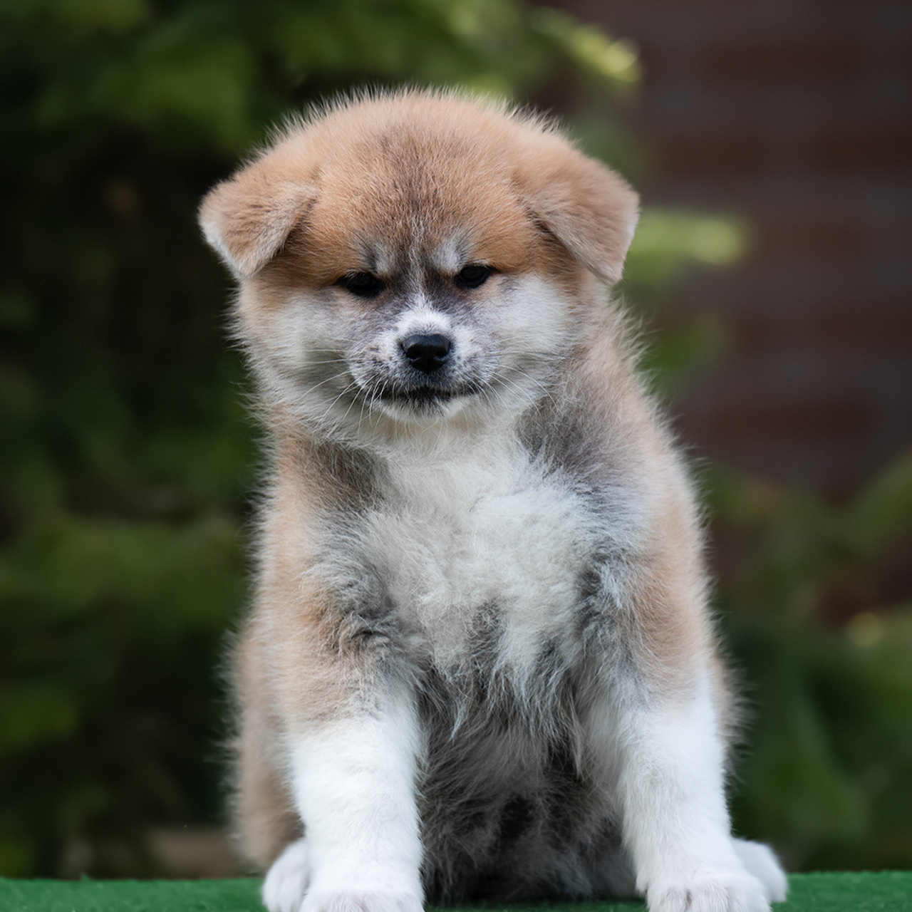 ПОМЕТ G. SHIOMARU Питомник сиба и акита-ину