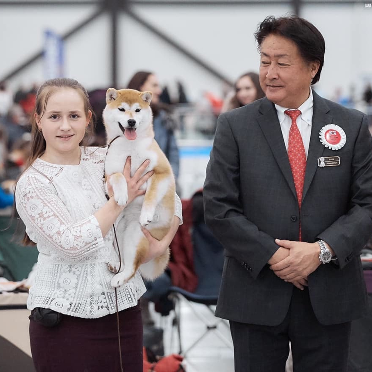 2019. SHIOMARU Shiba and Akita Inu Kennel