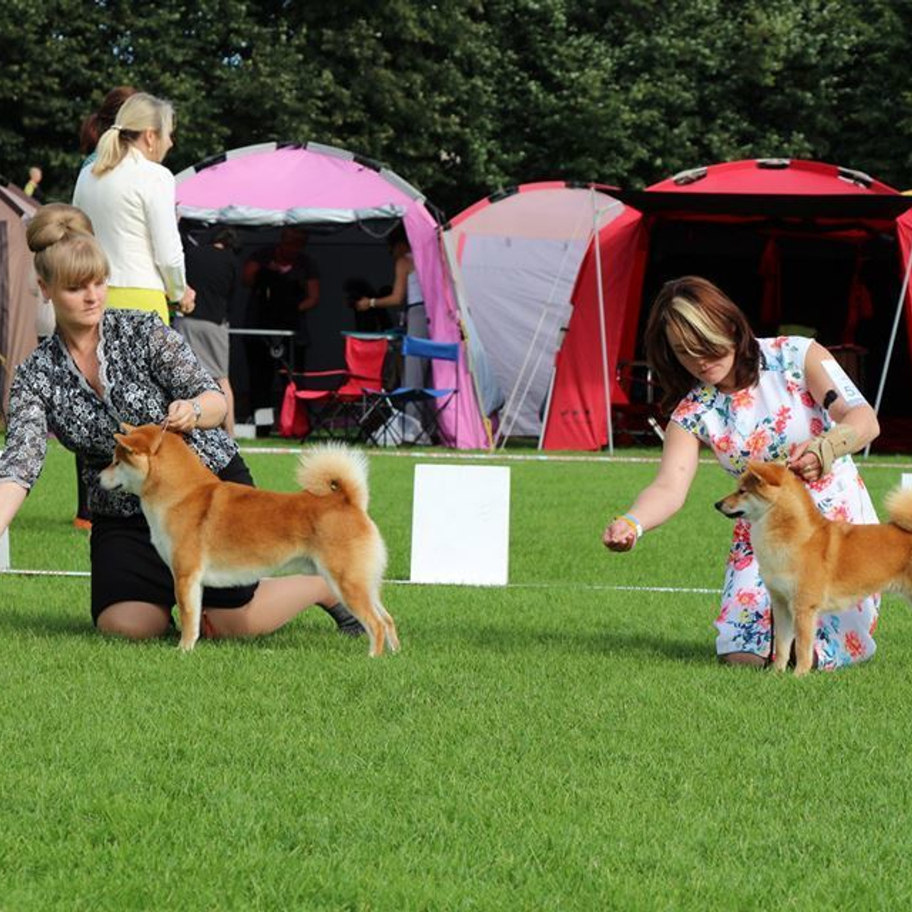 Выпускники питомника. SHIOMARU Питомник сиба и акита-ину
