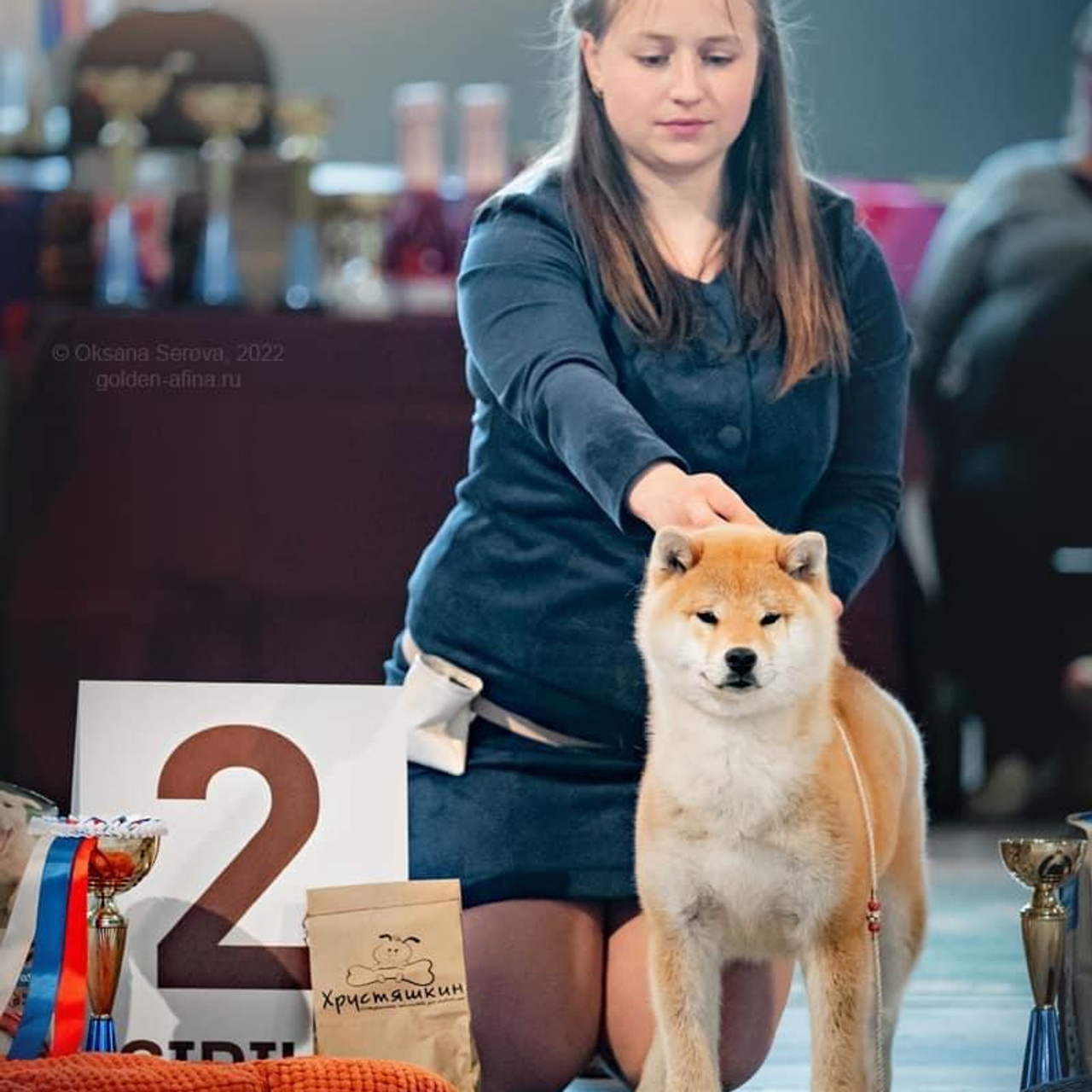 2022. SHIOMARU Питомник сиба и акита-ину