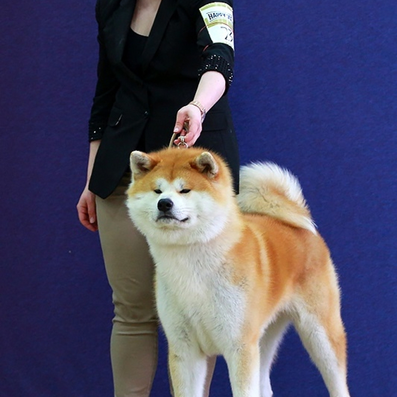 AIKEN SAGARIME SHIKI. SHIOMARU Питомник сиба и акита-ину