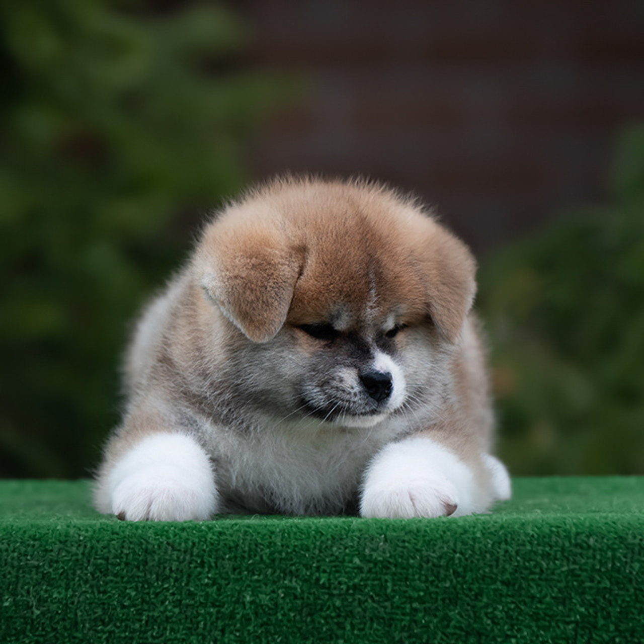 ПОМЕТ G. SHIOMARU Питомник сиба и акита-ину