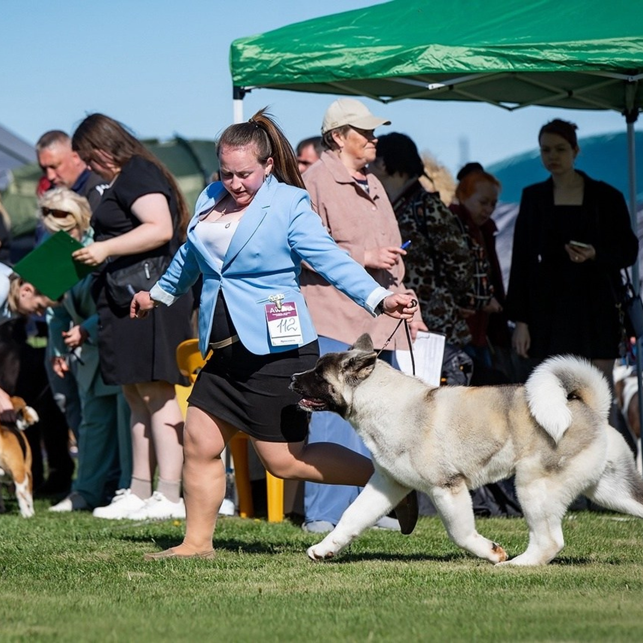 2024. SHIOMARU Shiba and Akita Inu Kennel