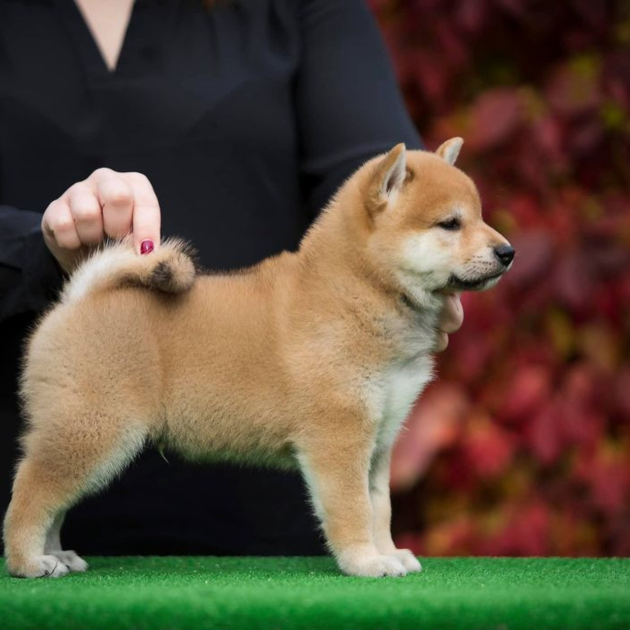 LITTER A. SHIOMARU Shiba and Akita Inu Kennel