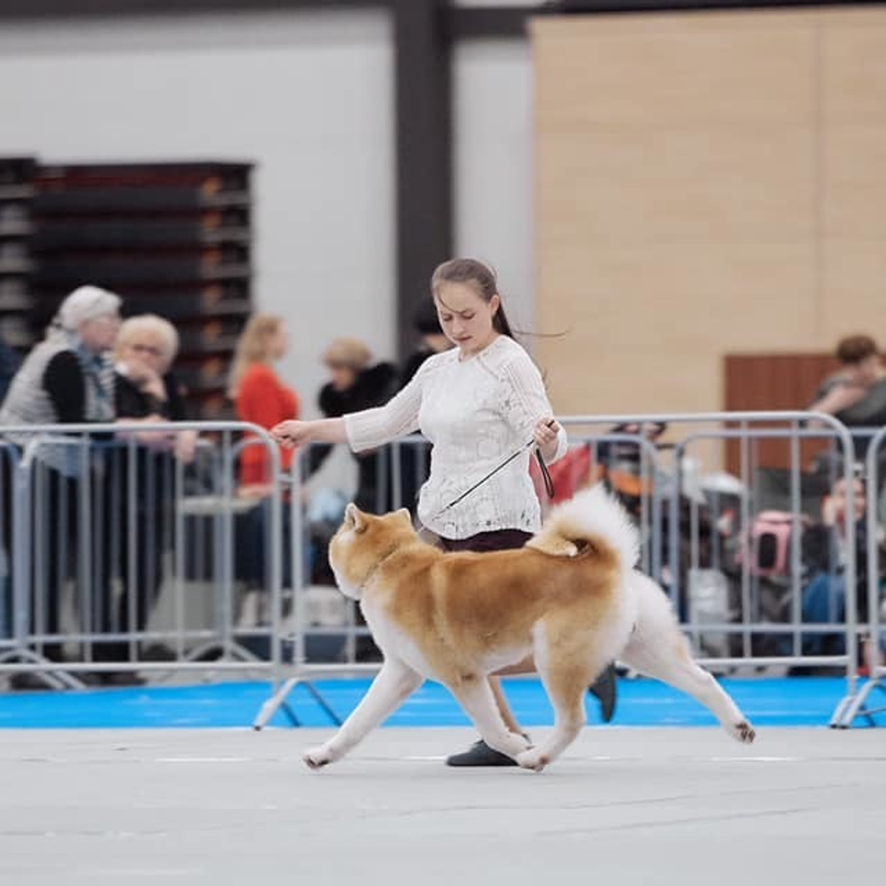 2019. SHIOMARU Shiba and Akita Inu Kennel