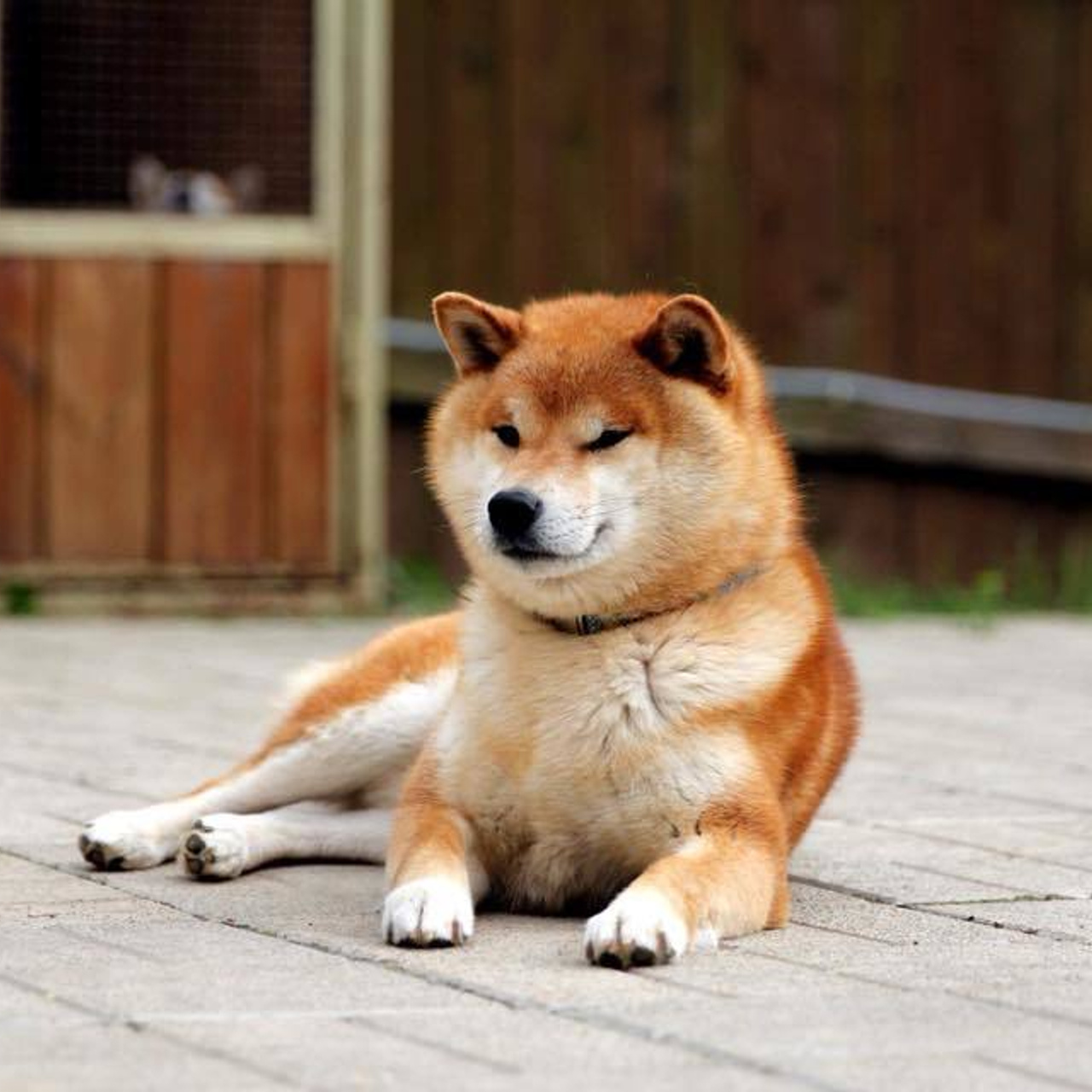 HANDZIMEMESITE HIRO. SHIOMARU Shiba and Akita Inu Kennel