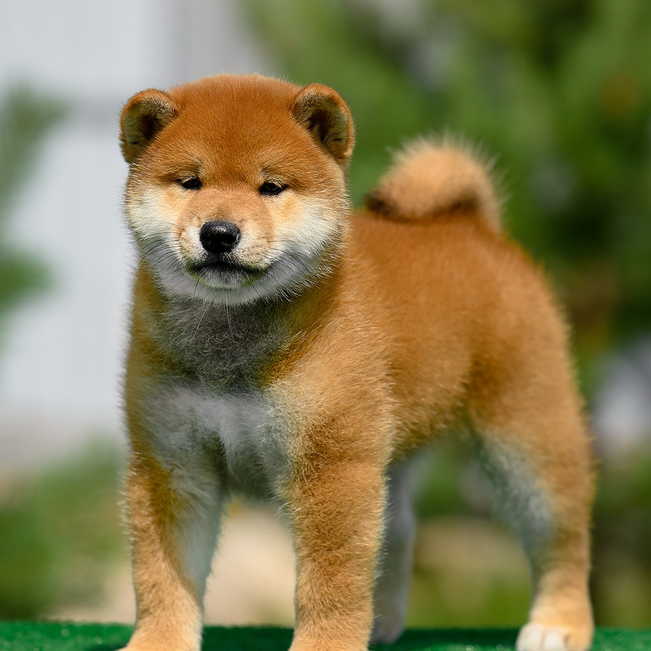 ПОМЕТ G. SHIOMARU Shiba and Akita Inu Kennel